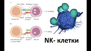 Иммунотерапия NK клетками в Китае, Японии и Южной Корее. Иммунотерапия NK клетками в Китае, Японии и Южной Корее.